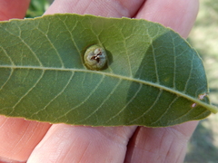 Phylloxera notabilis