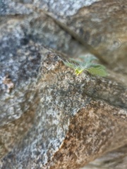 Papaver dubium stevenianum