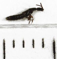 Leptacinus pusillus