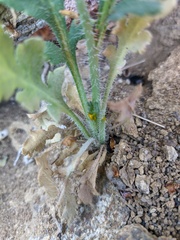 Papaver dubium stevenianum