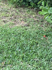 Basiliscus vittatus
