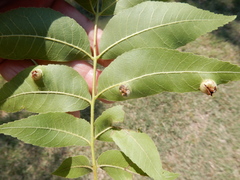 Phylloxera notabilis