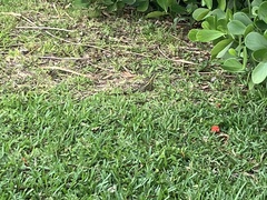 Basiliscus vittatus