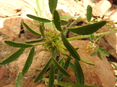 Trifolieae
