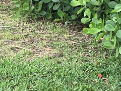 Basiliscus vittatus
