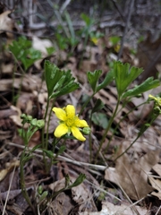 Waldsteinia