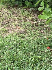 Basiliscus vittatus