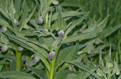 Symphytum