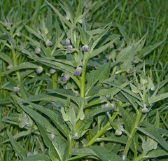 Symphytum