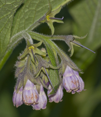 Symphytum