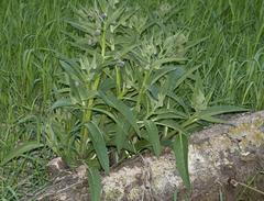 Symphytum