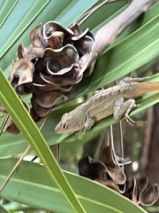 Anolis sagrei