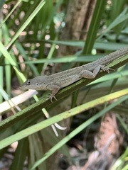 Anolis sagrei