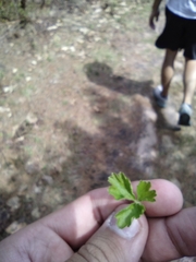 Waldsteinia