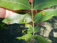 Phylloxera notabilis