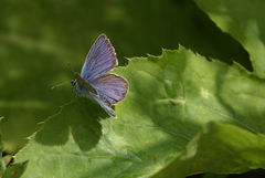 Cyaniris semiargus