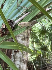 Anolis sagrei