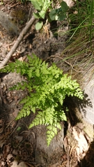 Asplenium cuneifolium