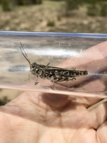 Photo of Red-shanked Grasshopper (Xanthippus corallipes)