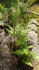 Asplenium cuneifolium