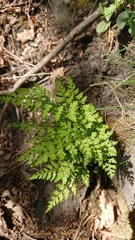 Asplenium cuneifolium