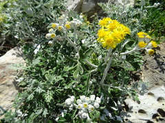 Jacobaea maritima