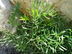 Crithmum maritimum