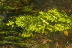 Berula