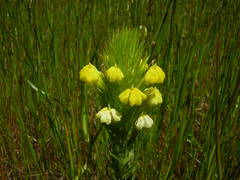 Castilleja rubicundula lithospermoides