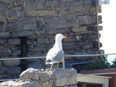Larus michahellis