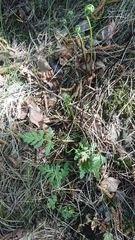 Asplenium cuneifolium
