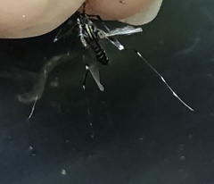 Aedes japonicus