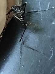 Aedes japonicus