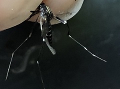 Aedes japonicus