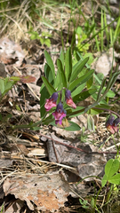 Lathyrus linifolius