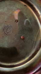 Amblyomma americanum