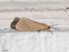 Virbia opella