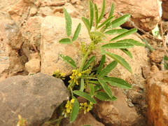 Trifolieae
