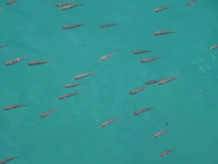 Actinopterygii