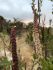 Phytolacca heterotepala