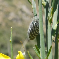 Julodis fidelissima