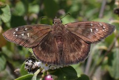 Ephyriades brunnea floridensis