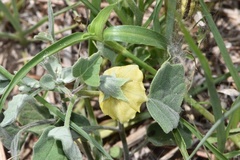 Physalis mollis