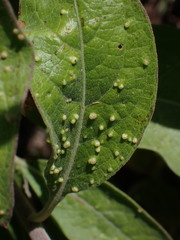 Eriophyes plucheae