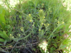 Castilleja tenuis