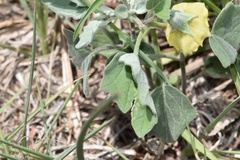 Physalis mollis