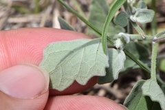 Physalis mollis