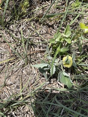Physalis mollis