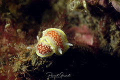 Diaphorodoris luteocincta