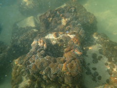 Chondrilla caribensis